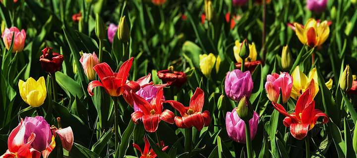 Where to catch the best spring flowers around the world